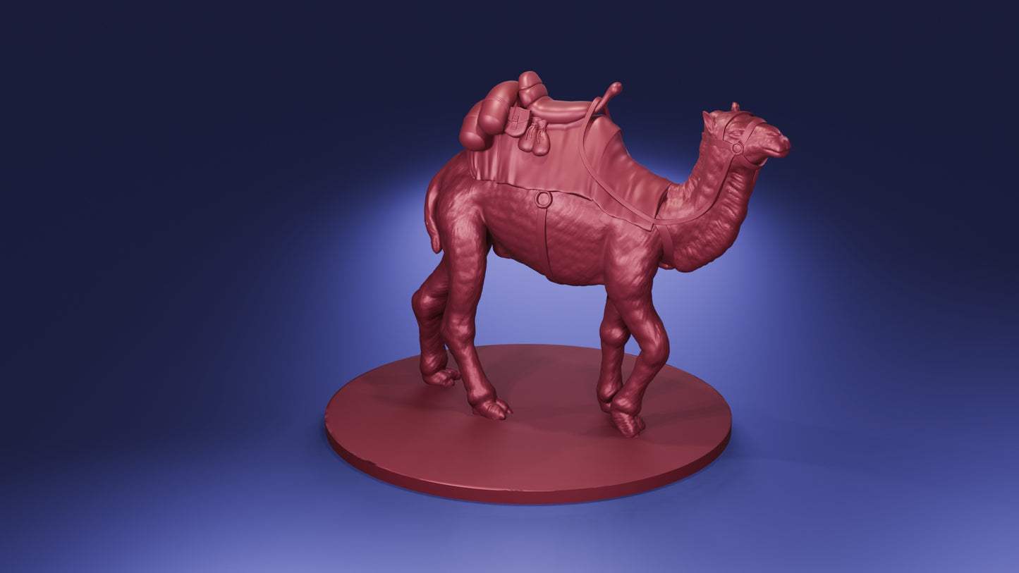Camel
