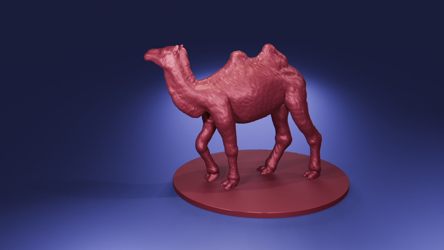 Camel